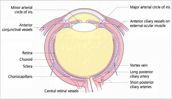 Uveal tract, inner section of the eye